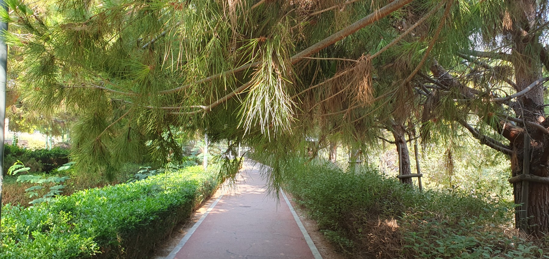 Trees blocking the bike path