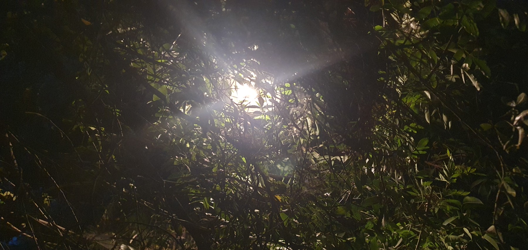 Many trees not pruned and block lights in multiple parts of park