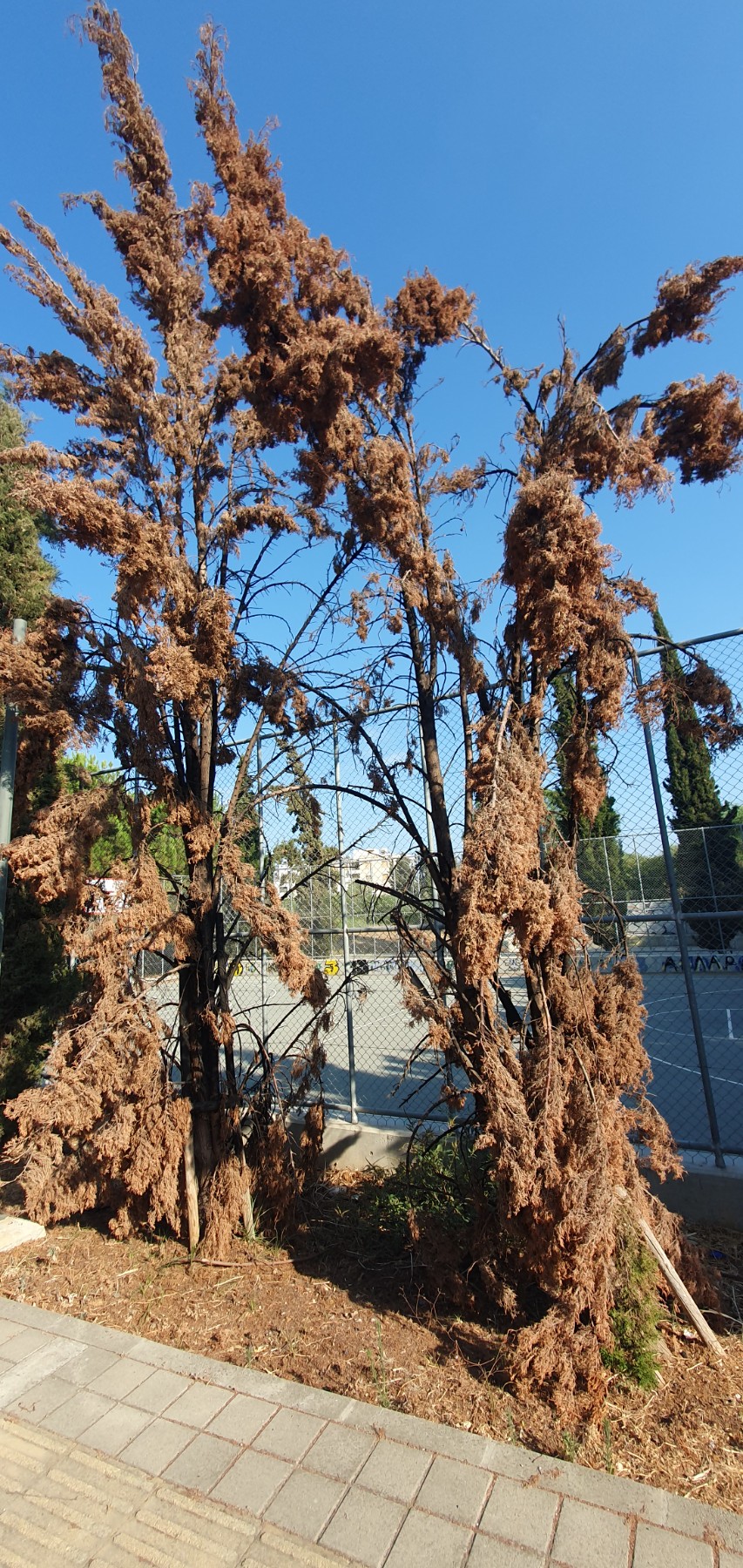 Dead trees